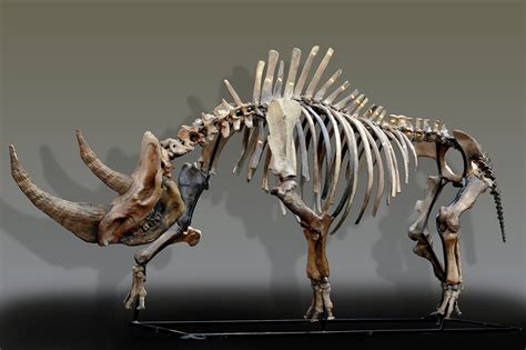 woolly rhinoceros fossils.